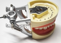De Modellenhistologie van de hars Tandstudie, niet Giftig Orthodontisch Tandenmodel